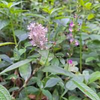 Floscopa scandens Lour.